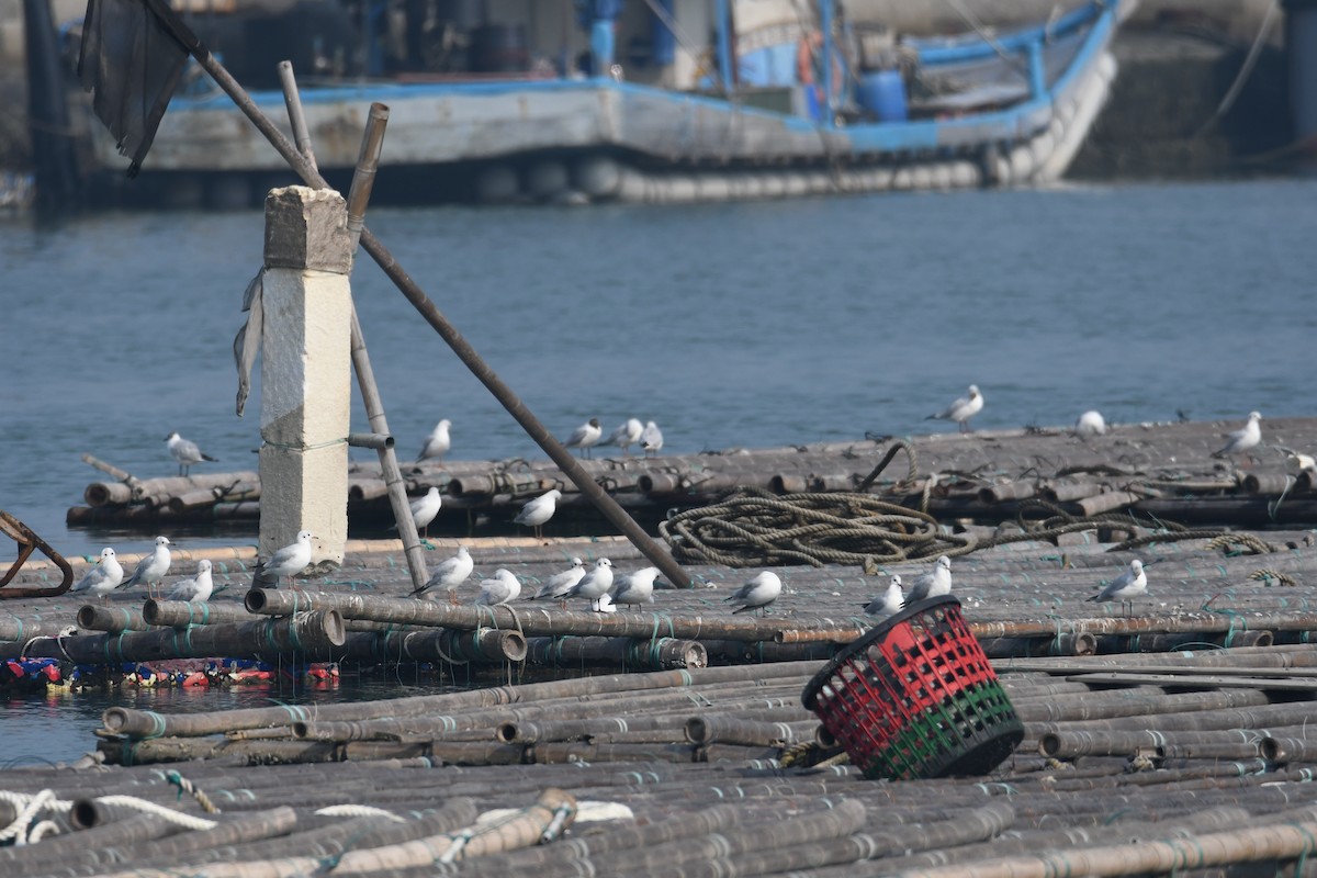 Saunders's Gull - ML616232778