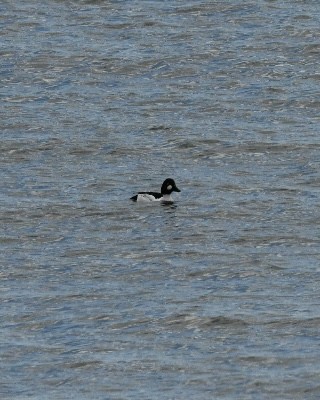 Common Goldeneye - ML616232811