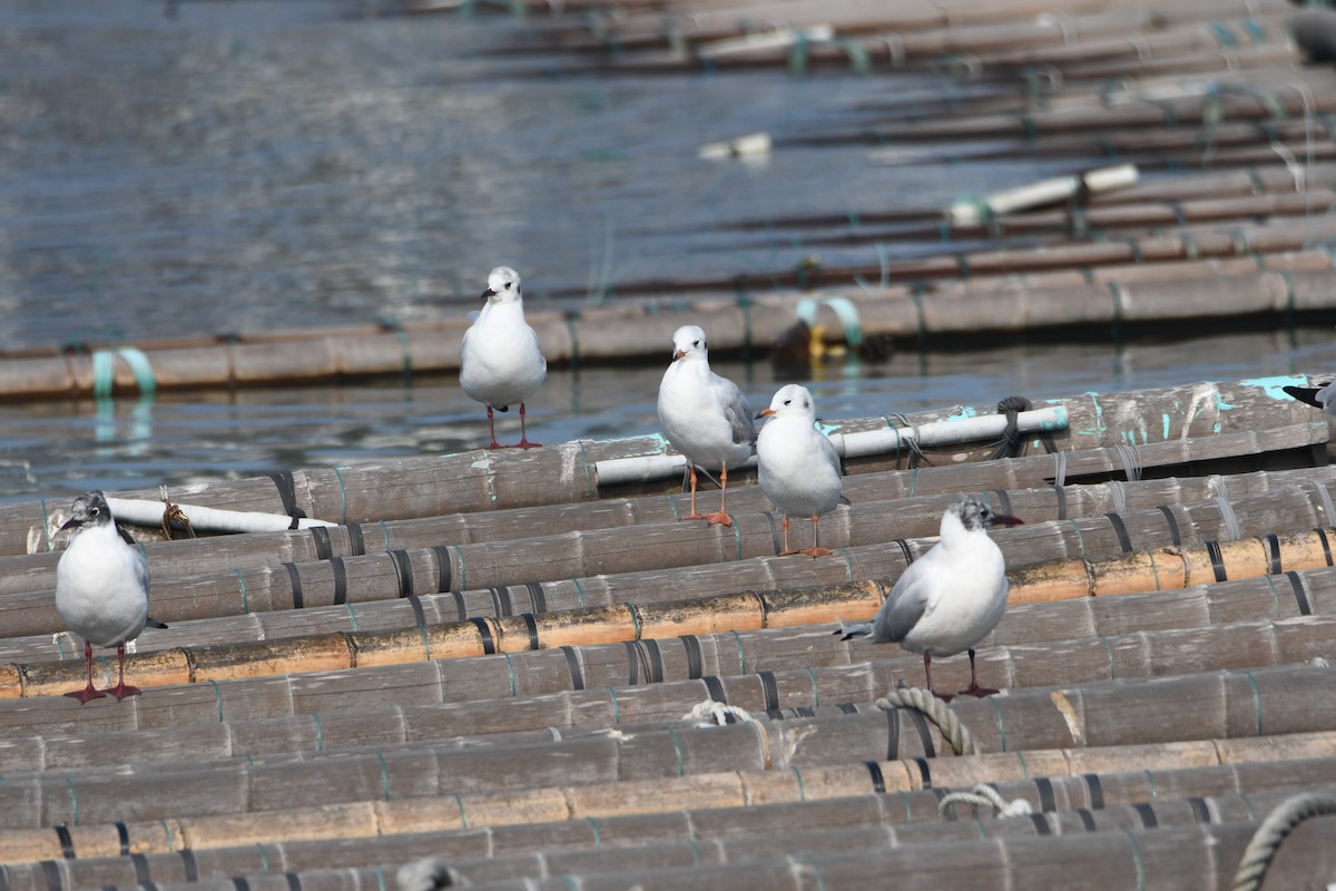 Black-headed Gull - ML616232823