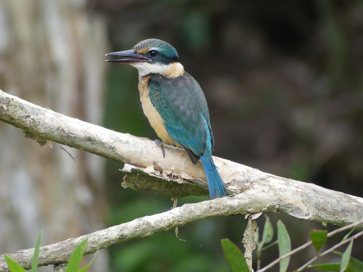 Sacred Kingfisher - ML616232849