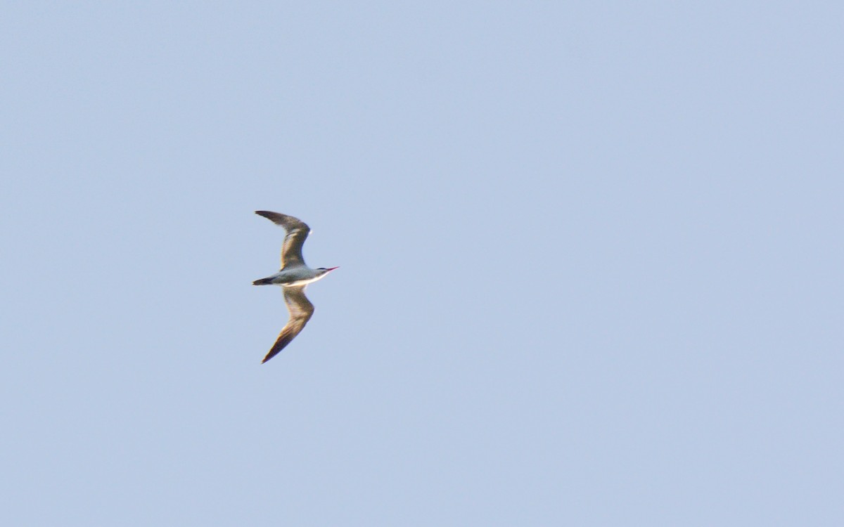 Caspian Tern - ML616232868