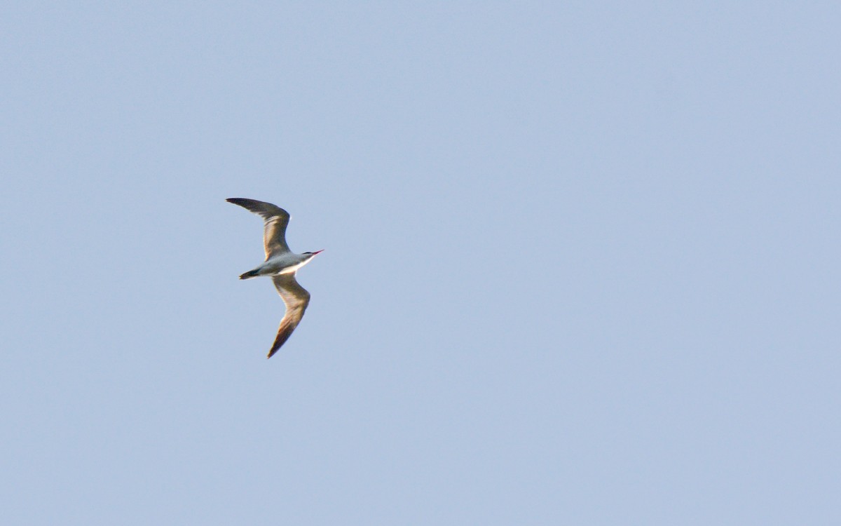 Caspian Tern - Luis Trinchan