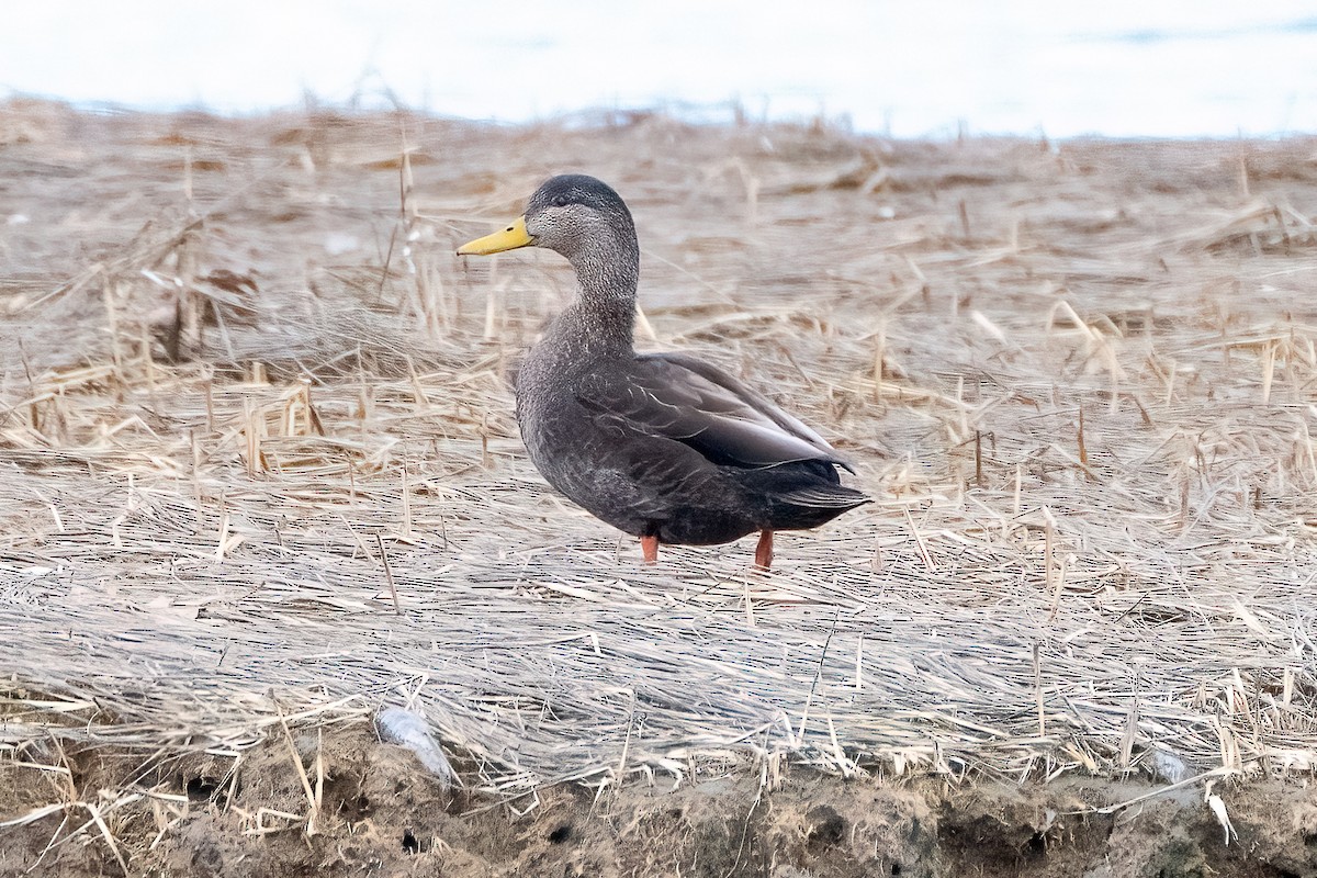 American Black Duck - ML616232894