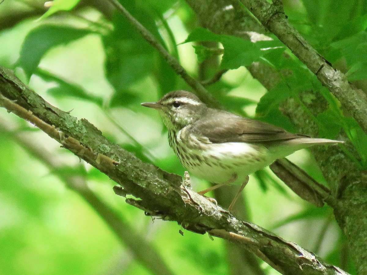 Louisiana Waterthrush - ML616232919