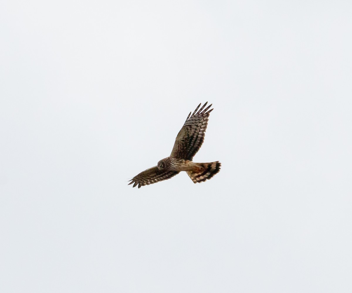 Northern Harrier - ML616232926