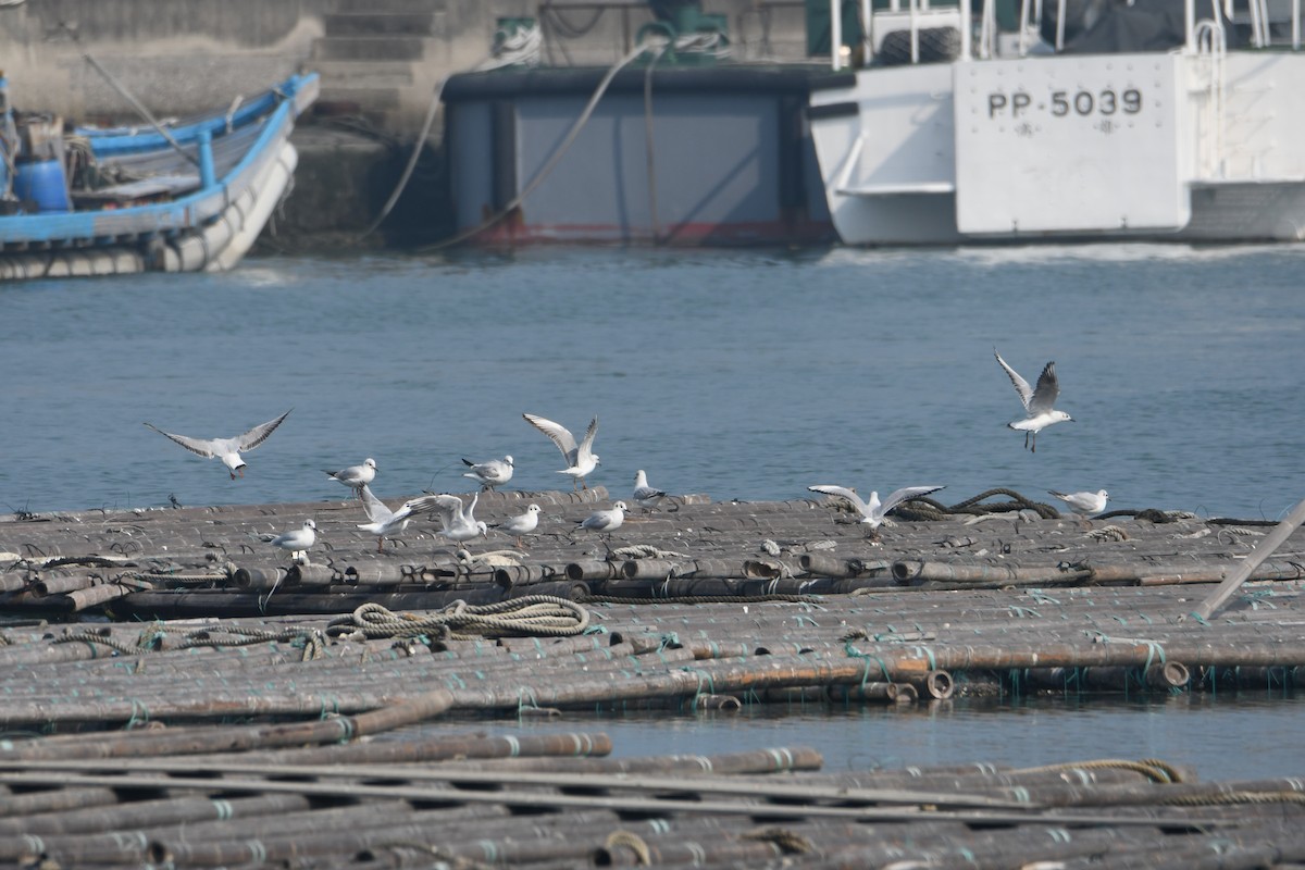 Saunders's Gull - ML616232927