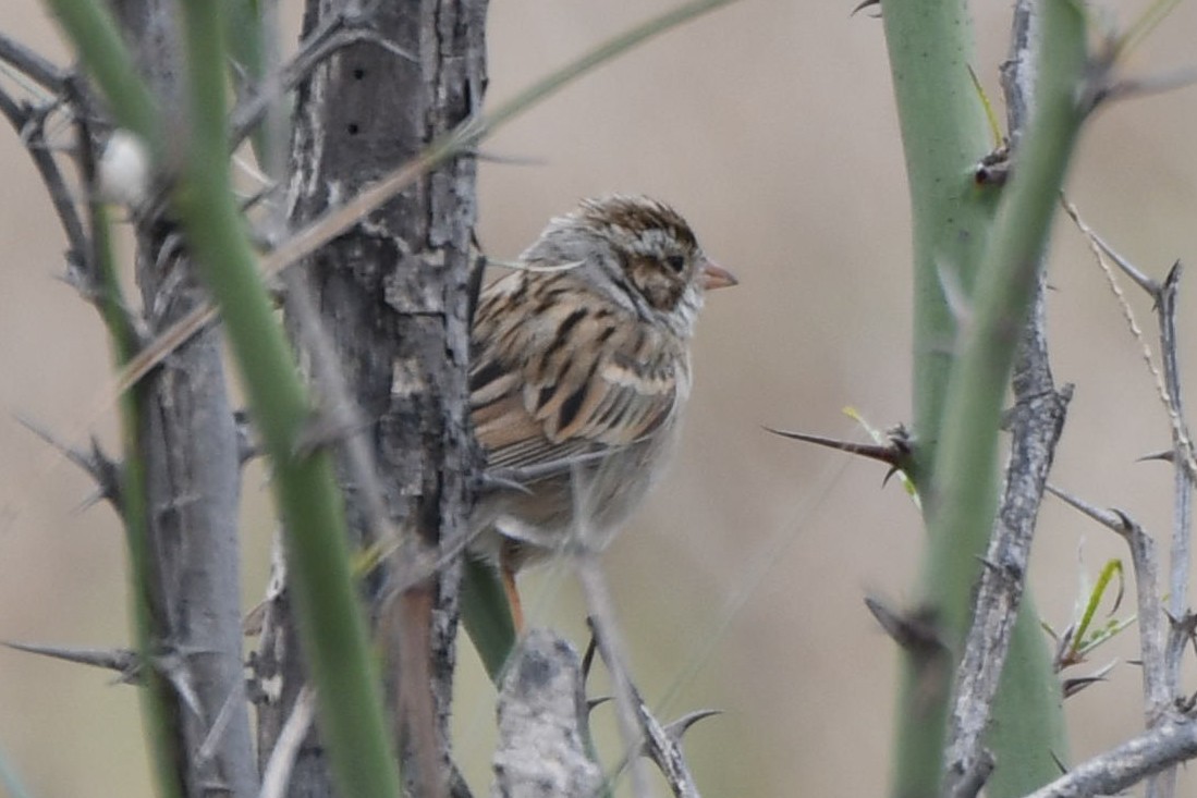 Clay-colored Sparrow - ML616232940