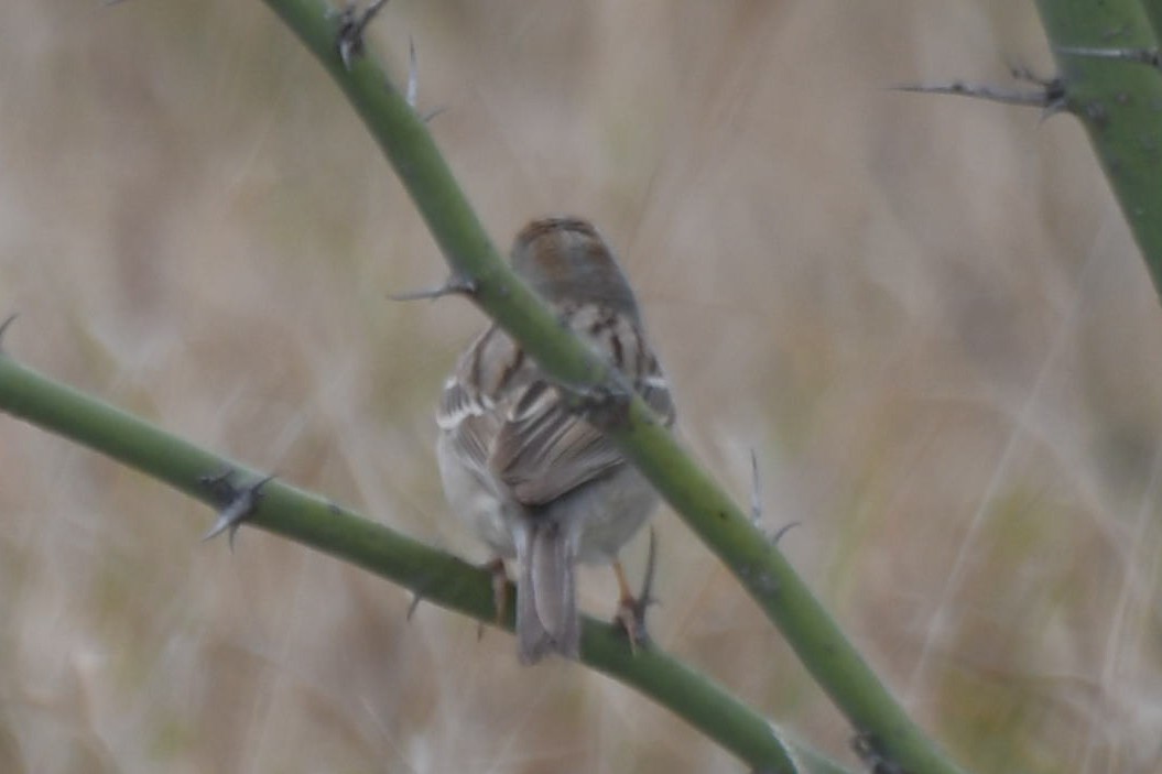 Field Sparrow - ML616232965