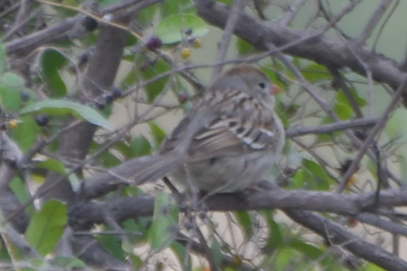 Field Sparrow - ML616232966