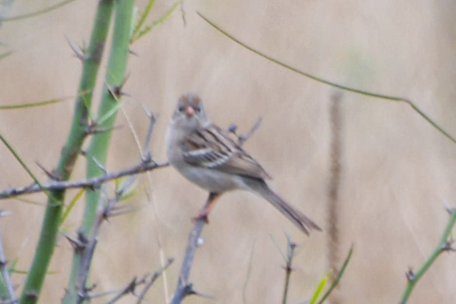Field Sparrow - ML616232967