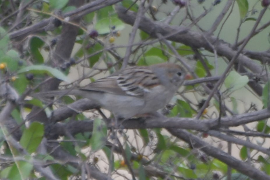 Field Sparrow - ML616232968