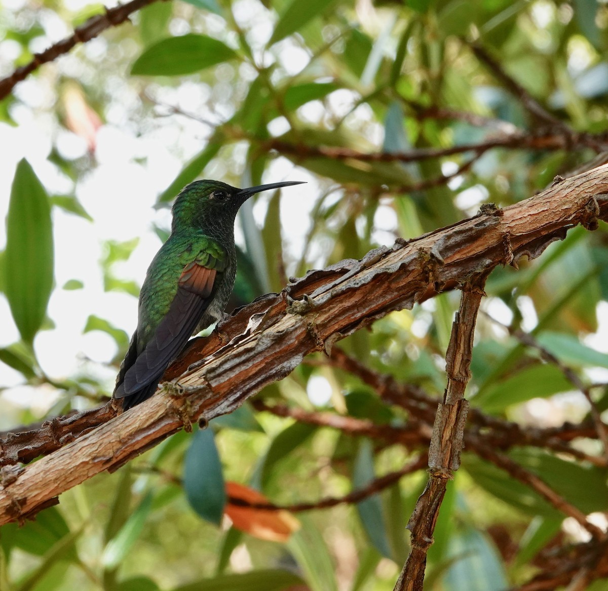 Stripe-tailed Hummingbird - Nancy Henke