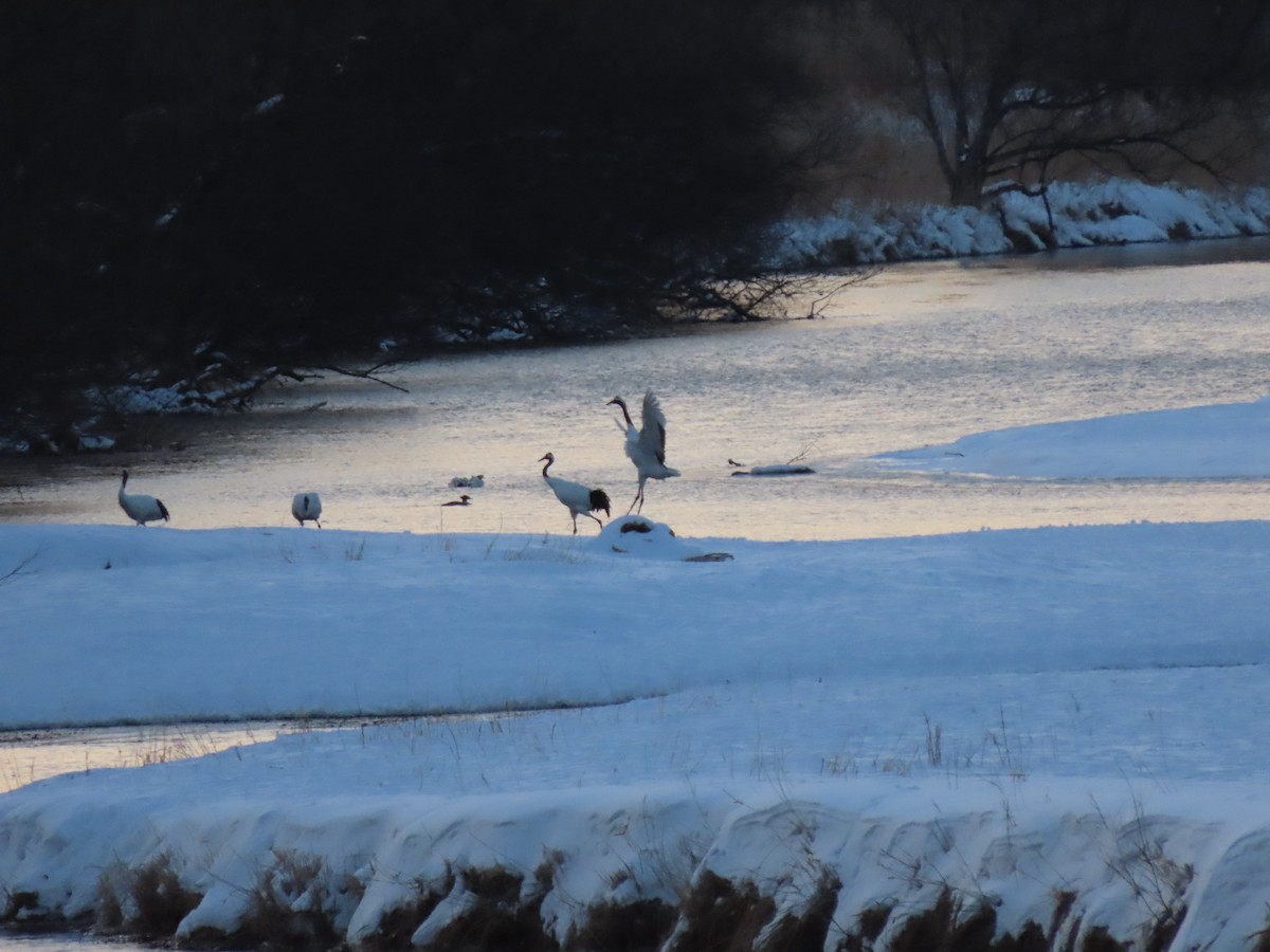 Red-crowned Crane - ML616233055