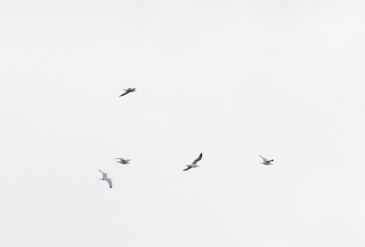 Ring-billed Gull - ML616233079