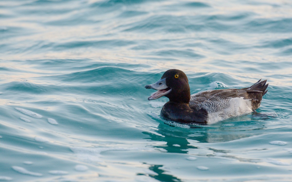 Lesser Scaup - ML616233115