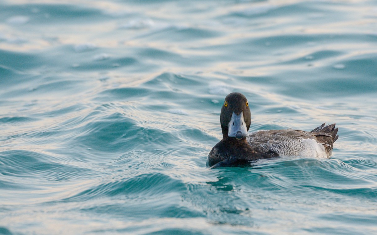 Lesser Scaup - ML616233116