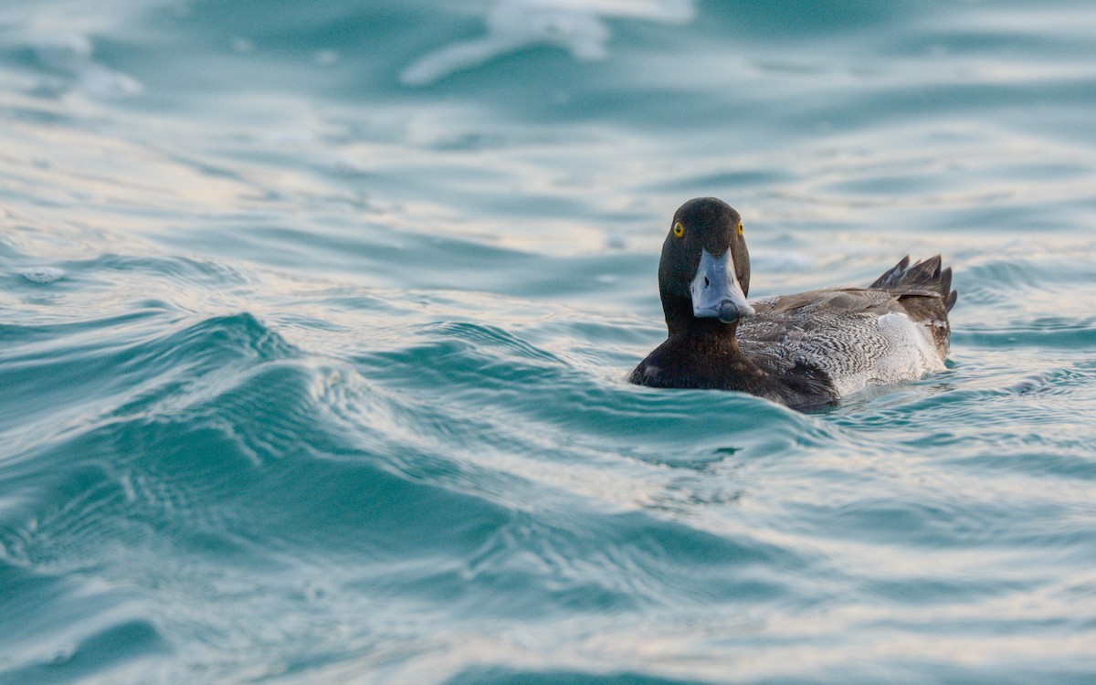 Lesser Scaup - ML616233117