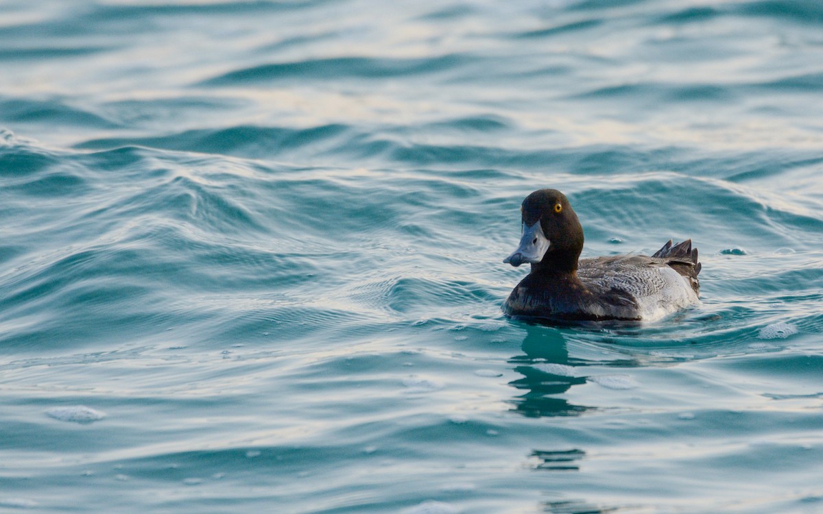 Lesser Scaup - ML616233122