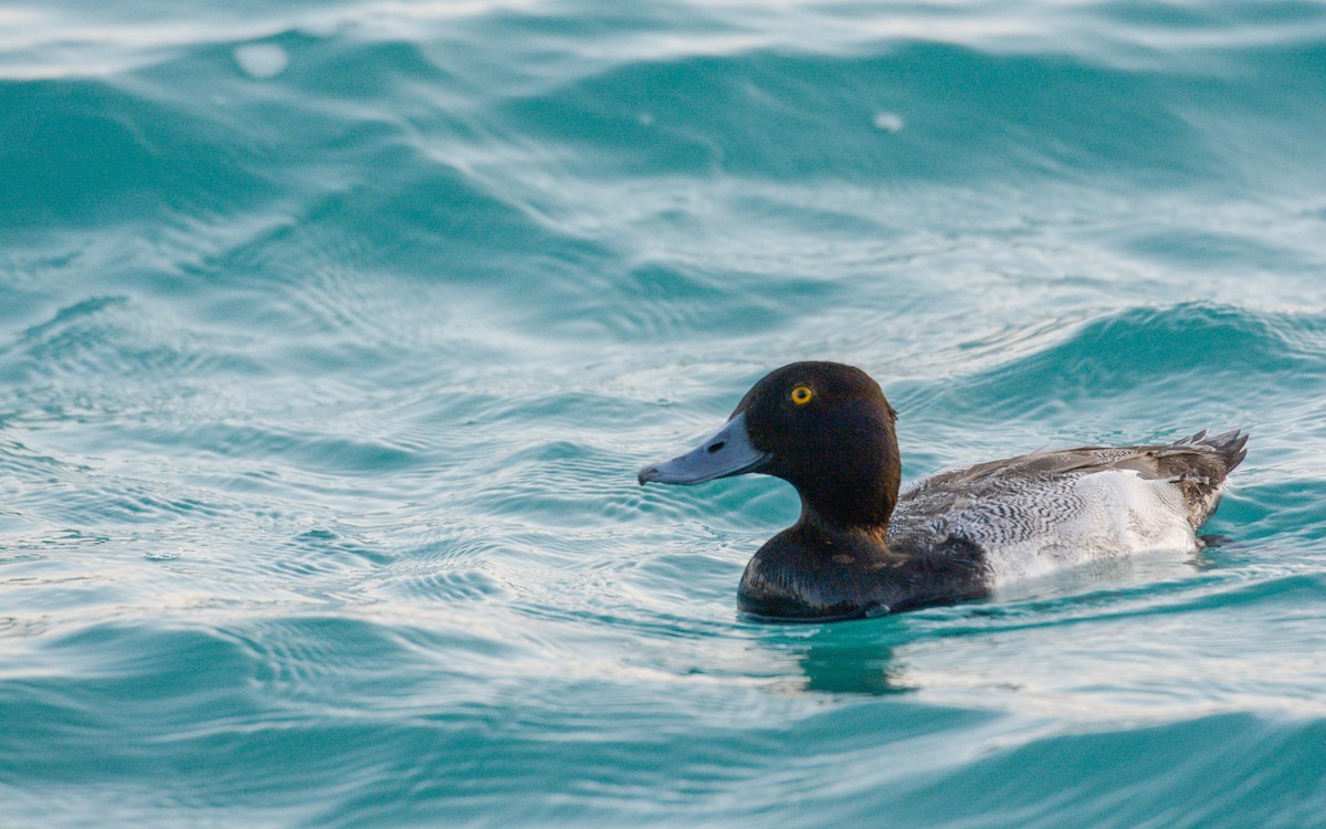 Lesser Scaup - ML616233123