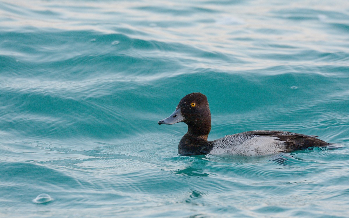 Lesser Scaup - ML616233124