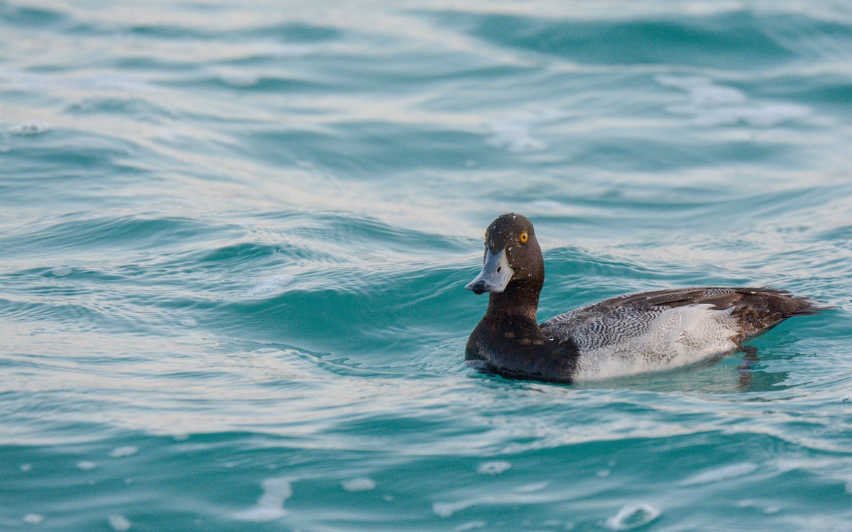 Lesser Scaup - ML616233125