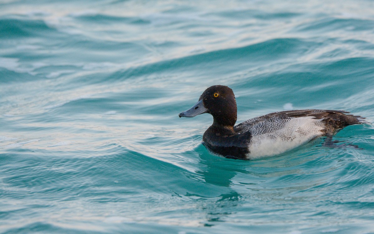 Lesser Scaup - ML616233126