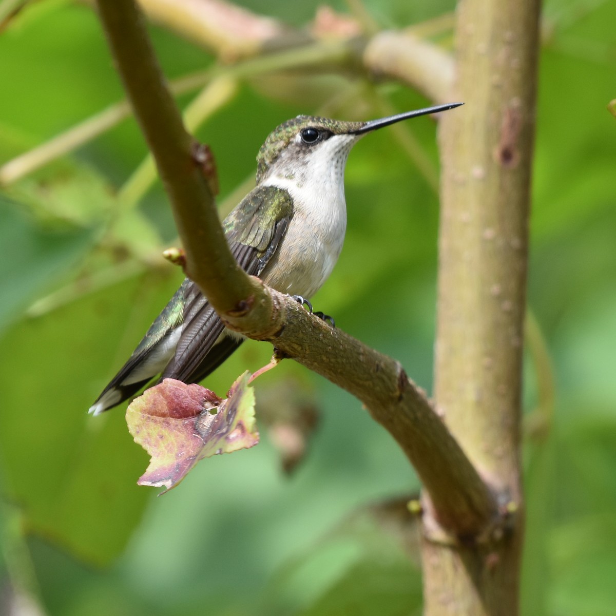 Ruby-throated Hummingbird - ML616233138