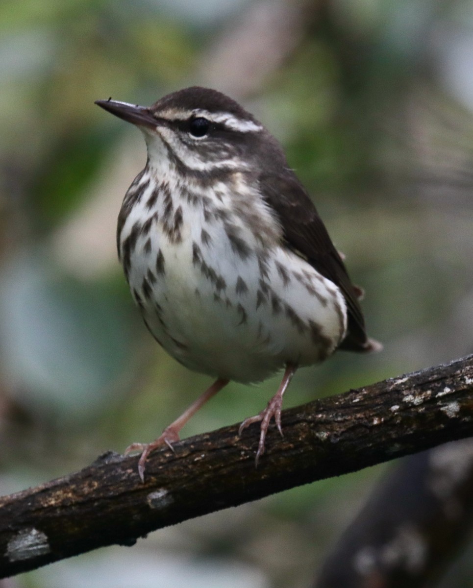 Louisiana Waterthrush - ML616233215