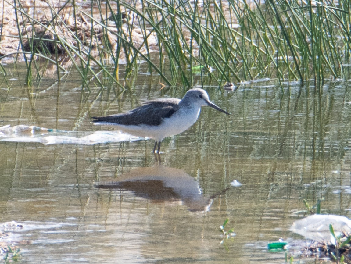 Common Redshank - ML616233219