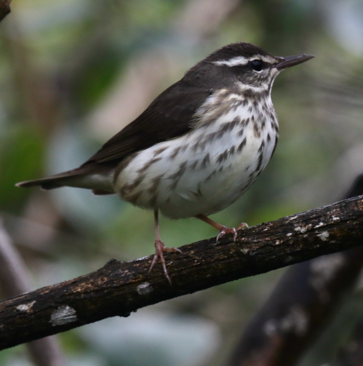 Louisiana Waterthrush - ML616233227
