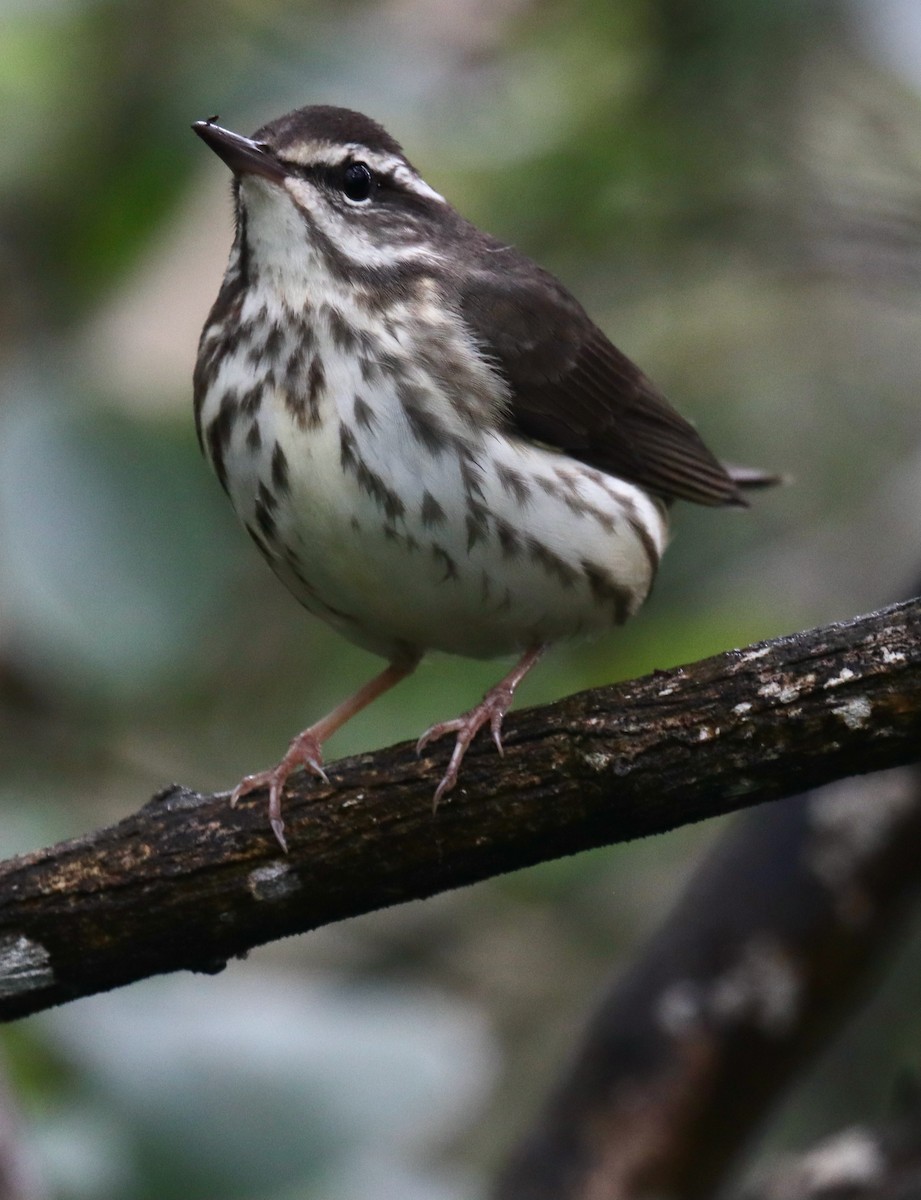 Louisiana Waterthrush - ML616233233