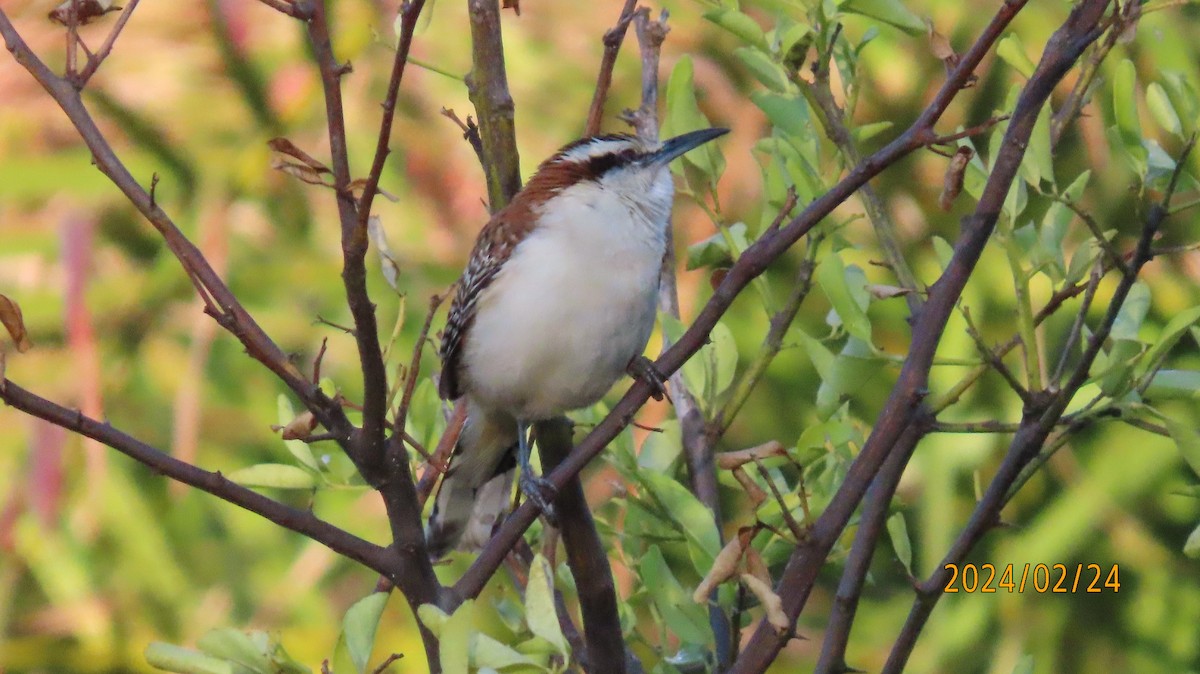 Rufous-naped Wren - ML616233235