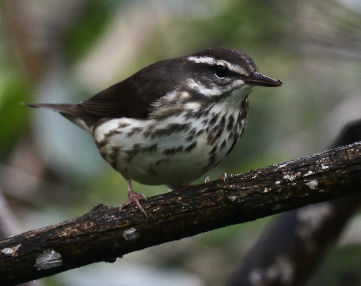 Louisiana Waterthrush - ML616233246