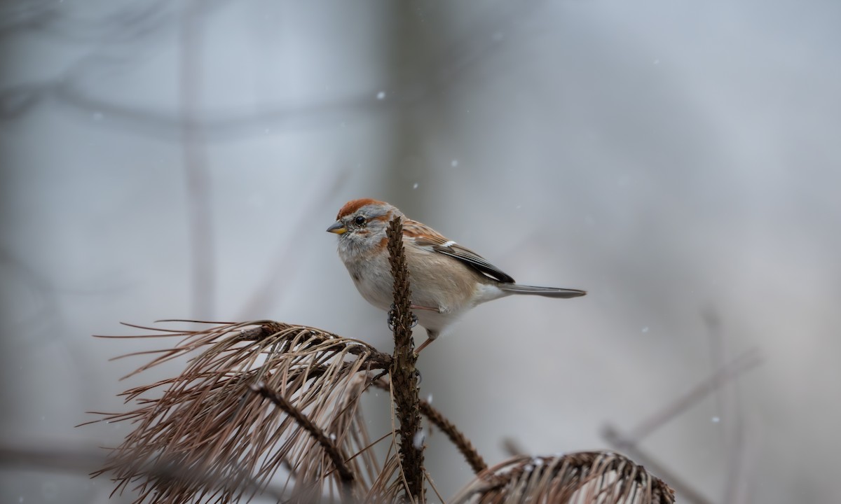 American Tree Sparrow - ML616233258