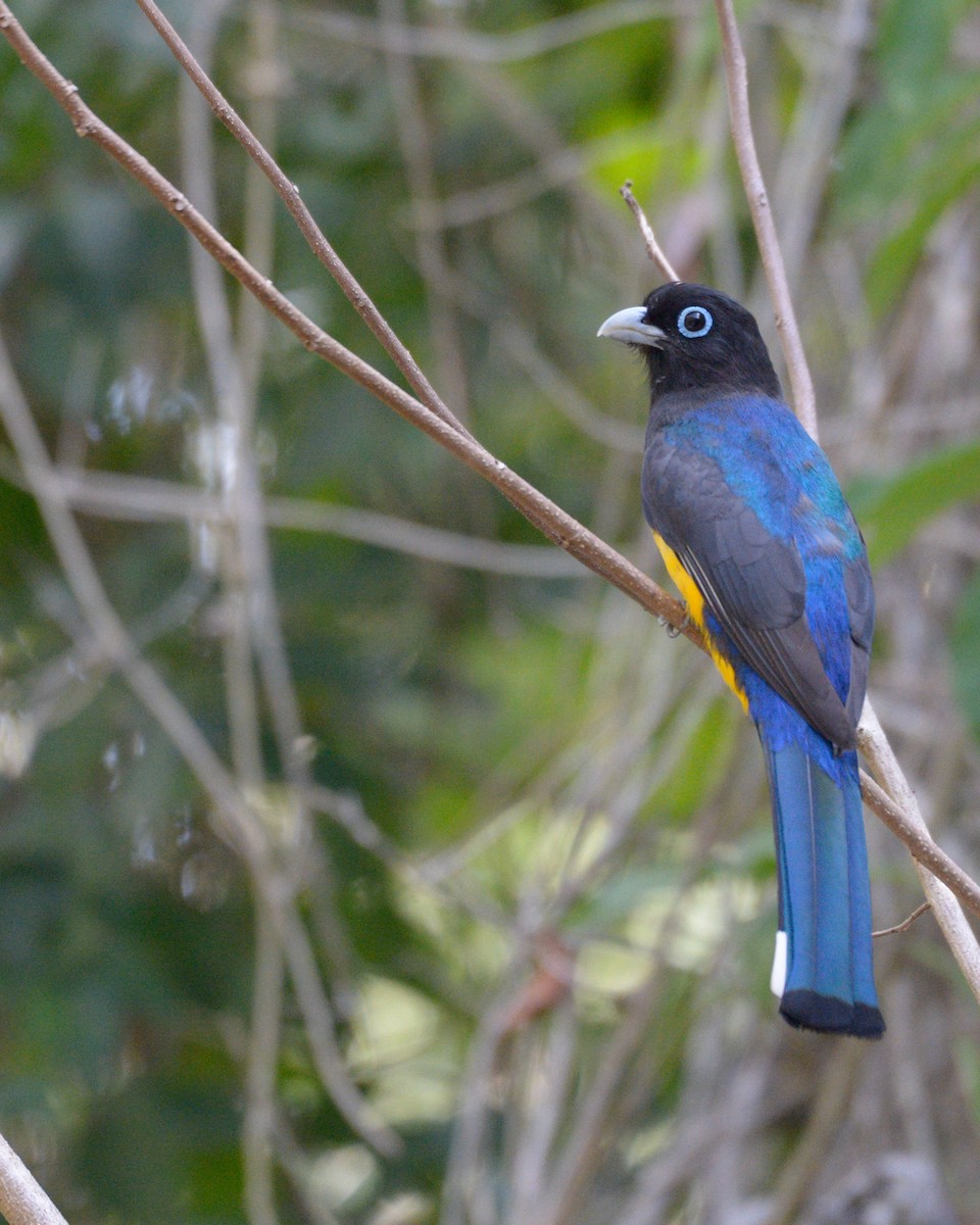 Kara Başlı Trogon - ML616233344