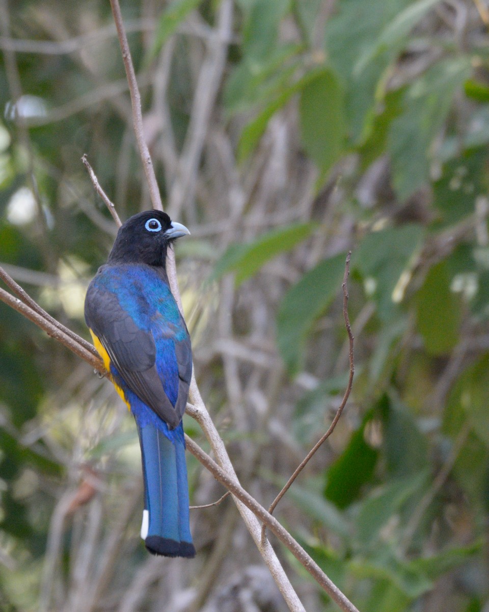 Kara Başlı Trogon - ML616233345