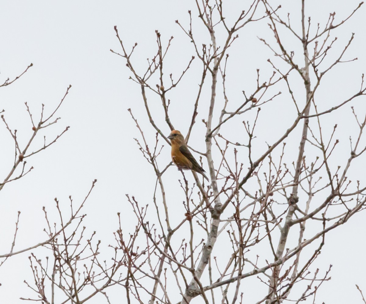 Red Crossbill - ML616233358