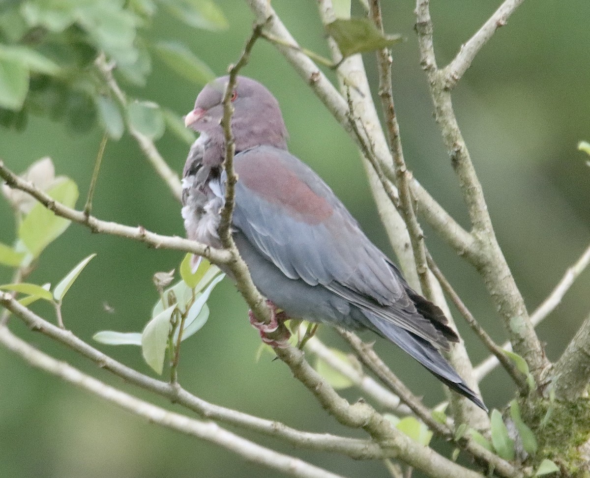 Red-billed Pigeon - ML616233433