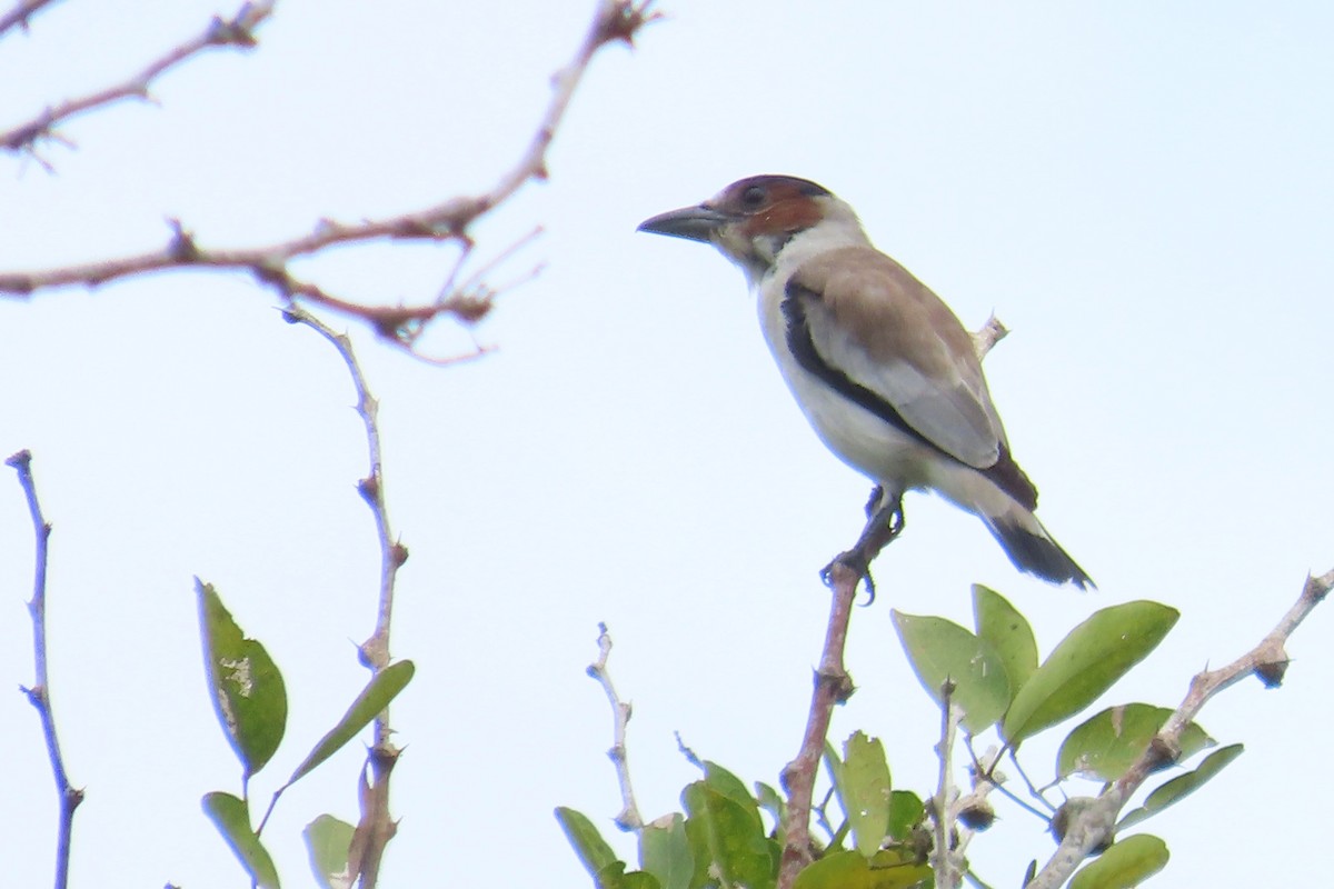 Black-crowned Tityra - Oliver  Komar