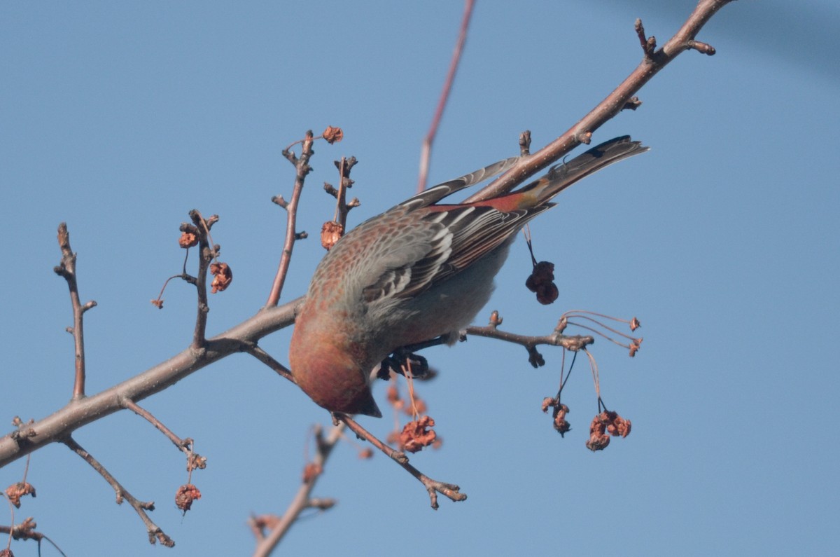 Pine Grosbeak - Nathaniel Sharp