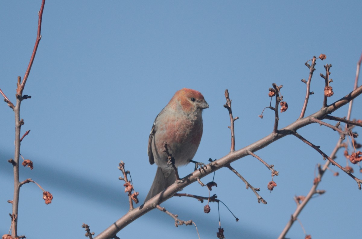 Pine Grosbeak - ML616233491