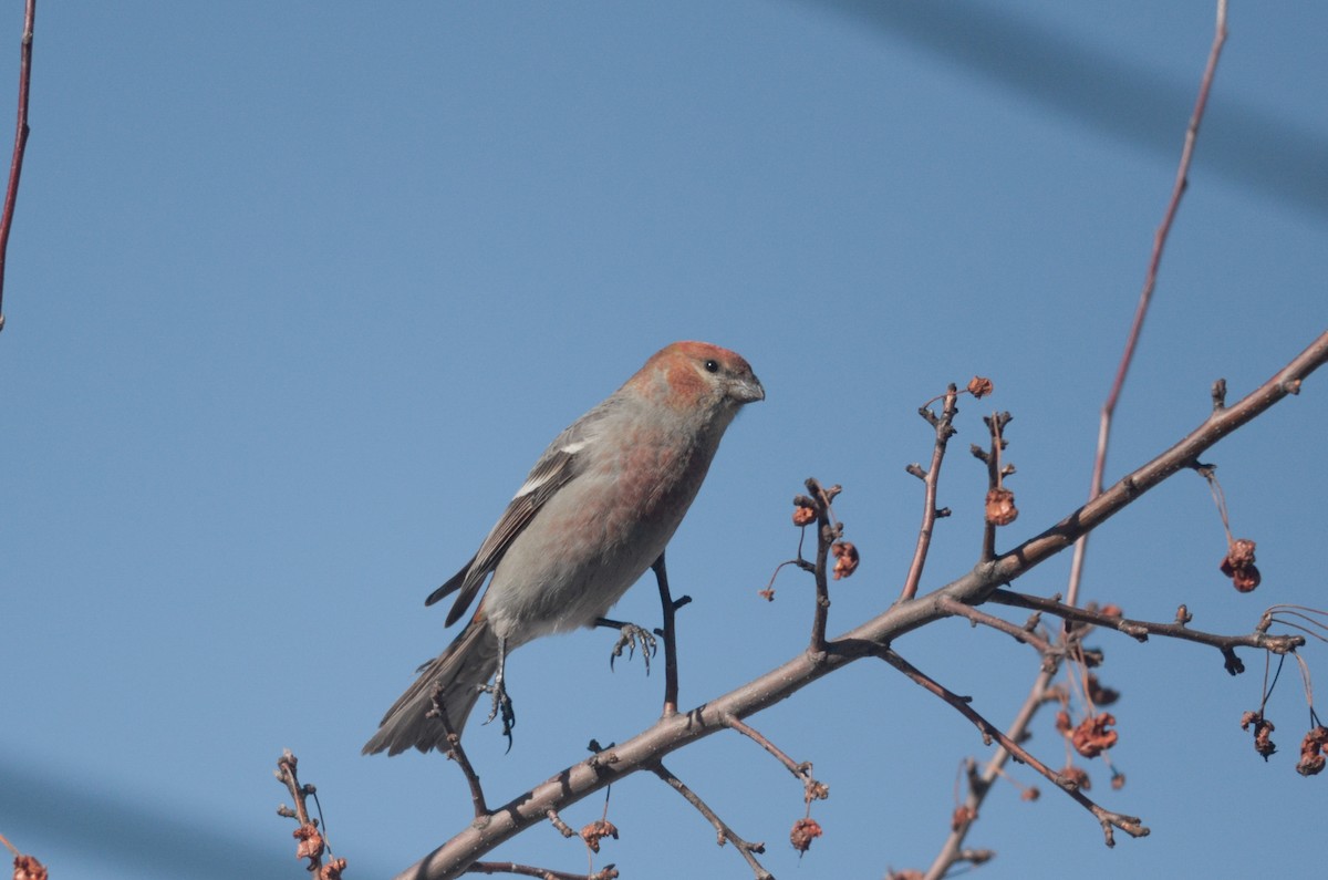 Pine Grosbeak - Nathaniel Sharp