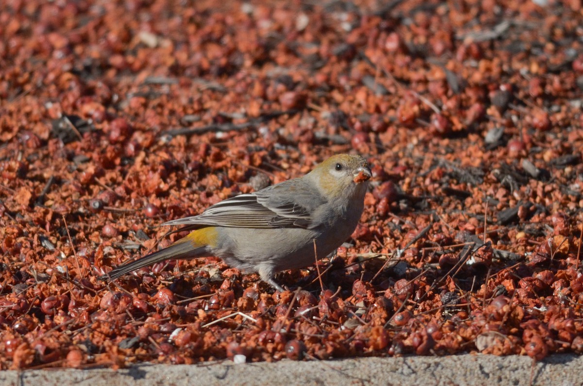 Pine Grosbeak - Nathaniel Sharp