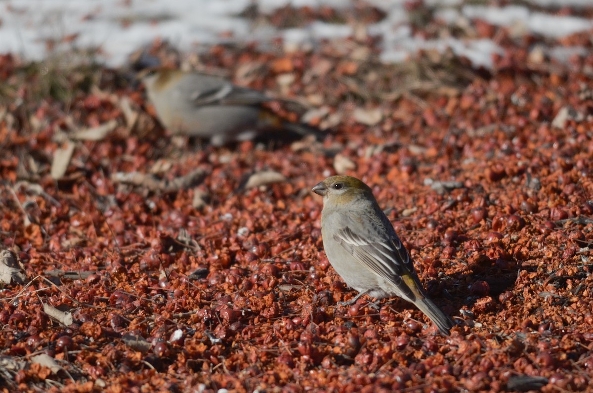 Pine Grosbeak - Nathaniel Sharp