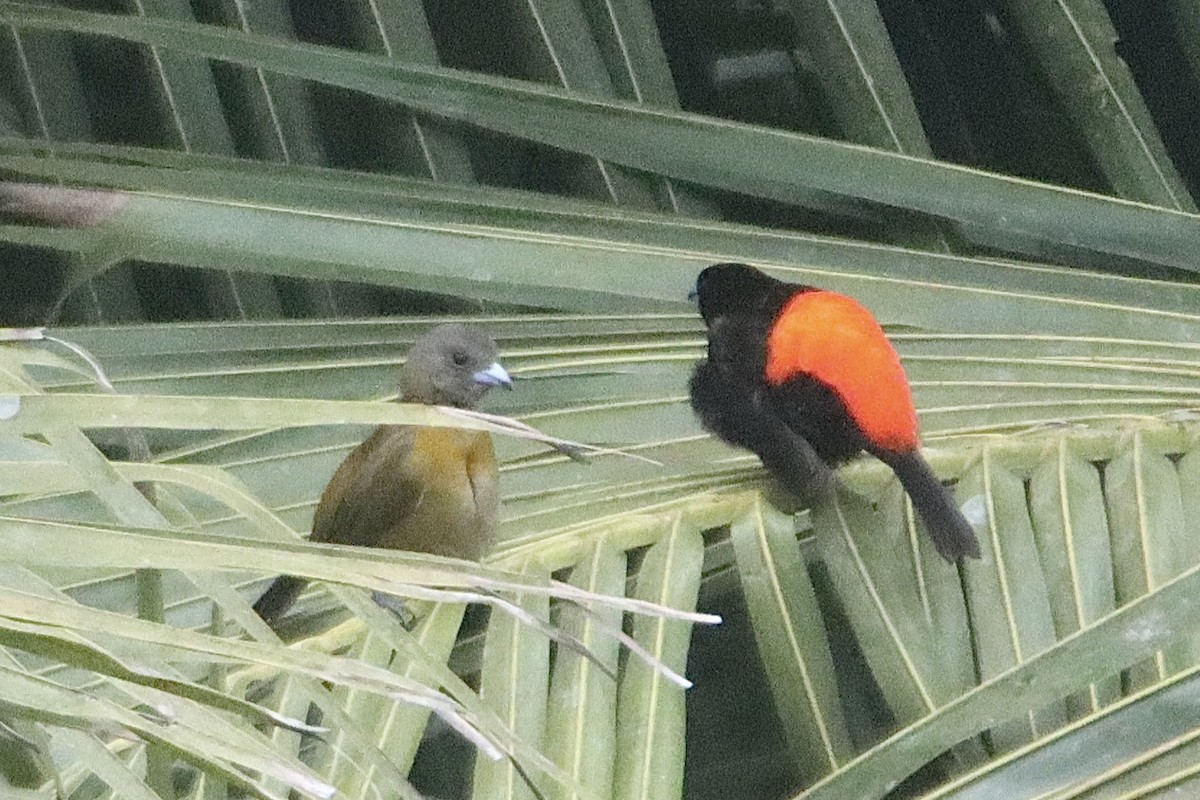 Scarlet-rumped Tanager - ML616233523