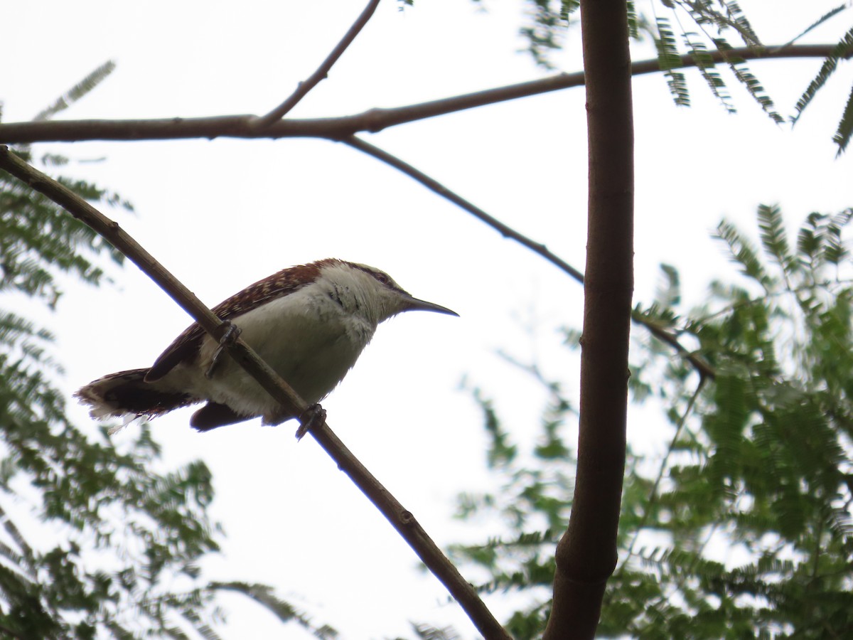 Rufous-naped Wren - Oliver  Komar