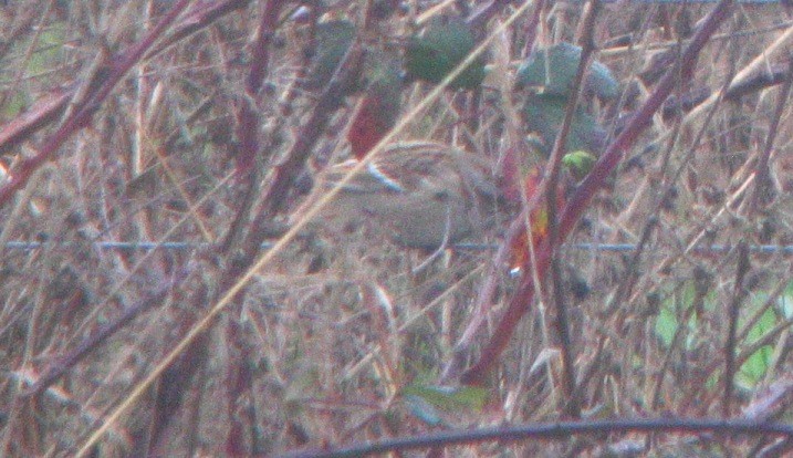 American Tree Sparrow - ML616233575