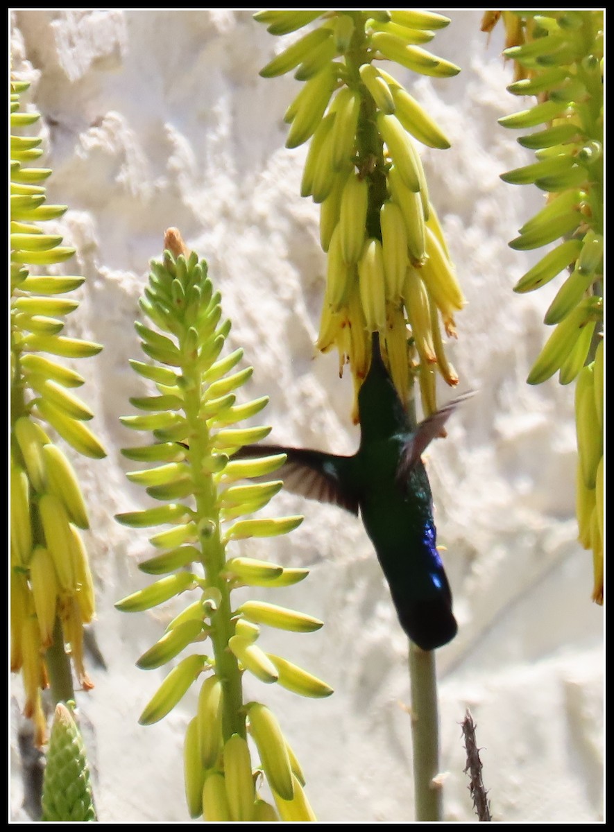 Green-throated Carib - Peter Gordon