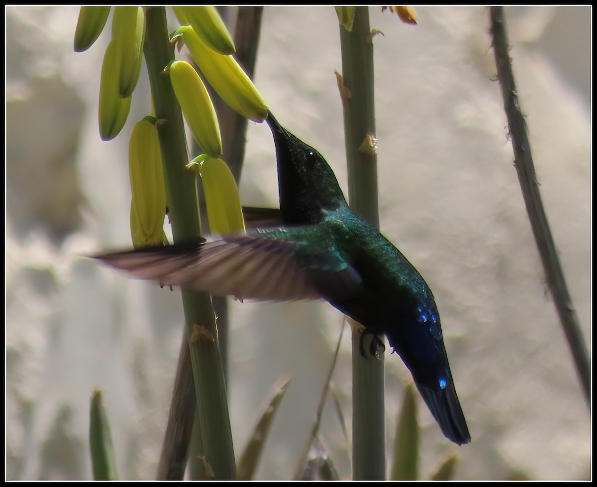 Green-throated Carib - ML616233600