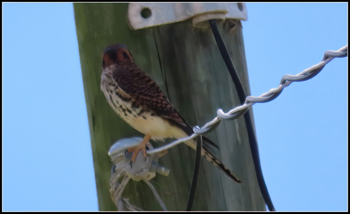 American Kestrel - Peter Gordon